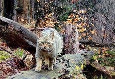 Divoká kočka, Lužické hory, koťata, Tonka, Jonáš, hnutí Duha, Akademie věd české republiky, fotopast, šelmy