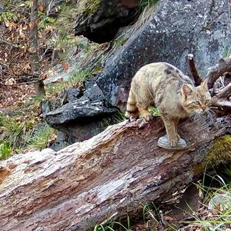 Divoká kočka, Lužické hory, koťata, Tonka, Jonáš, hnutí Duha, Akademie věd české republiky, fotopast, šelmy