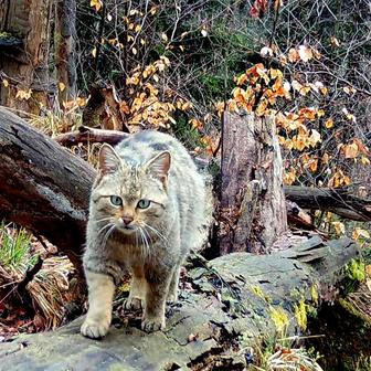 Divoká kočka, Lužické hory, koťata, Tonka, Jonáš, hnutí Duha, Akademie věd české republiky, fotopast, šelmy