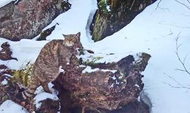 Divoká kočka, Lužické hory, koťata, Tonka, Jonáš, hnutí Duha, Akademie věd české republiky, fotopast, šelmy