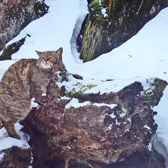 Divoká kočka, Lužické hory, koťata, Tonka, Jonáš, hnutí Duha, Akademie věd české republiky, fotopast, šelmy