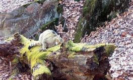 Divoká kočka, Lužické hory, koťata, Tonka, Jonáš, hnutí Duha, Akademie věd české republiky, fotopast, šelmy