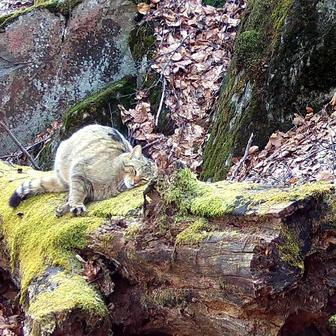 Divoká kočka, Lužické hory, koťata, Tonka, Jonáš, hnutí Duha, Akademie věd české republiky, fotopast, šelmy