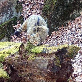 Divoká kočka, Lužické hory, koťata, Tonka, Jonáš, hnutí Duha, Akademie věd české republiky, fotopast, šelmy