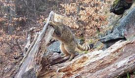 Divoká kočka, Lužické hory, koťata, Tonka, Jonáš, hnutí Duha, Akademie věd české republiky, fotopast, šelmy