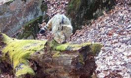 Divoká kočka, Lužické hory, koťata, Tonka, Jonáš, hnutí Duha, Akademie věd české republiky, fotopast, šelmy