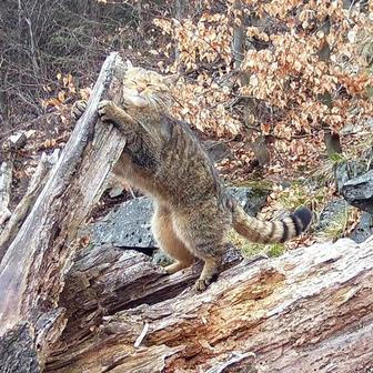 Divoká kočka, Lužické hory, koťata, Tonka, Jonáš, hnutí Duha, Akademie věd české republiky, fotopast, šelmy