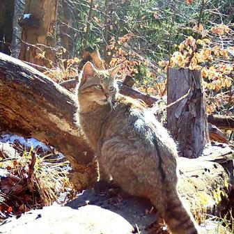 Divoká kočka, Lužické hory, koťata, Tonka, Jonáš, hnutí Duha, Akademie věd české republiky, fotopast, šelmy