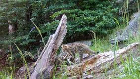 Divoká kočka, Lužické hory, koťata, Tonka, Jonáš, hnutí Duha, Akademie věd české republiky, fotopast, šelmy