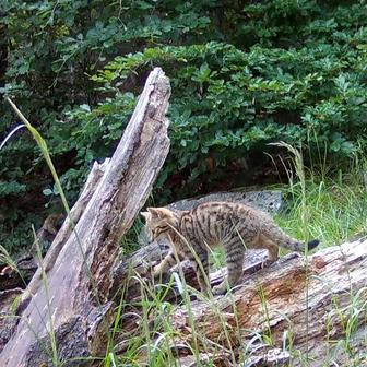 Divoká kočka, Lužické hory, koťata, Tonka, Jonáš, hnutí Duha, Akademie věd české republiky, fotopast, šelmy