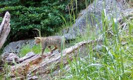 Divoká kočka, Lužické hory, koťata, Tonka, Jonáš, hnutí Duha, Akademie věd české republiky, fotopast, šelmy