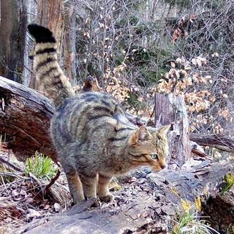 Divoká kočka, Lužické hory, koťata, Tonka, Jonáš, hnutí Duha, Akademie věd české republiky, fotopast, šelmy
