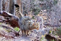 Divoká kočka, Lužické hory, koťata, Tonka, Jonáš, hnutí Duha, Akademie věd české republiky, fotopast, šelmy