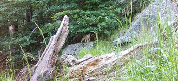 Divoká kočka, Lužické hory, koťata, Tonka, Jonáš, hnutí Duha, Akademie věd české republiky, fotopast, šelmy
