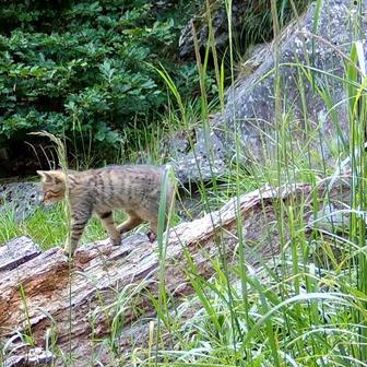 Divoká kočka, Lužické hory, koťata, Tonka, Jonáš, hnutí Duha, Akademie věd české republiky, fotopast, šelmy