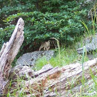 Divoká kočka, Lužické hory, koťata, Tonka, Jonáš, hnutí Duha, Akademie věd české republiky, fotopast, šelmy