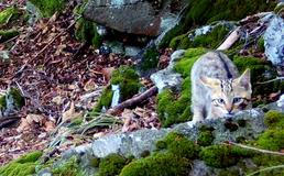 Divoká kočka, Lužické hory, koťata, Tonka, Jonáš, hnutí Duha, Akademie věd české republiky, fotopast, šelmy
