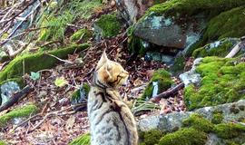 Divoká kočka, Lužické hory, koťata, Tonka, Jonáš, hnutí Duha, Akademie věd české republiky, fotopast, šelmy