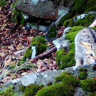 Divoká kočka, Lužické hory, koťata, Tonka, Jonáš, hnutí Duha, Akademie věd české republiky, fotopast, šelmy