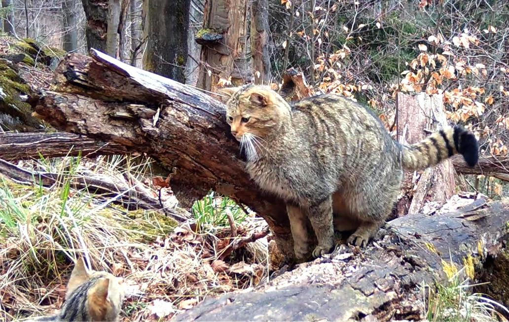 Divoká kočka, Lužické hory, koťata, Tonka, Jonáš, hnutí Duha, Akademie věd české republiky, fotopast, šelmy