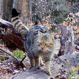 Divoká kočka, Lužické hory, koťata, Tonka, Jonáš, hnutí Duha, Akademie věd české republiky, fotopast, šelmy