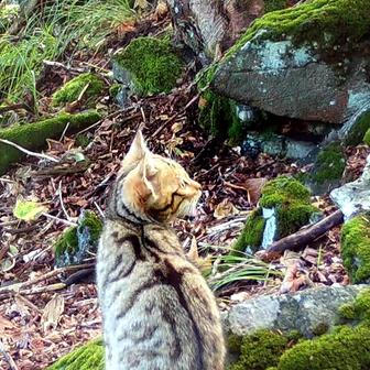 Divoká kočka, Lužické hory, koťata, Tonka, Jonáš, hnutí Duha, Akademie věd české republiky, fotopast, šelmy