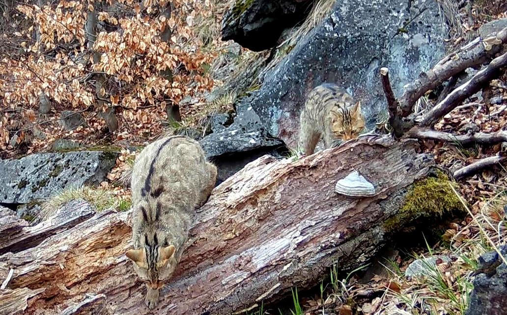Divoká kočka, Lužické hory, koťata, Tonka, Jonáš, hnutí Duha, Akademie věd české republiky, fotopast, šelmy
