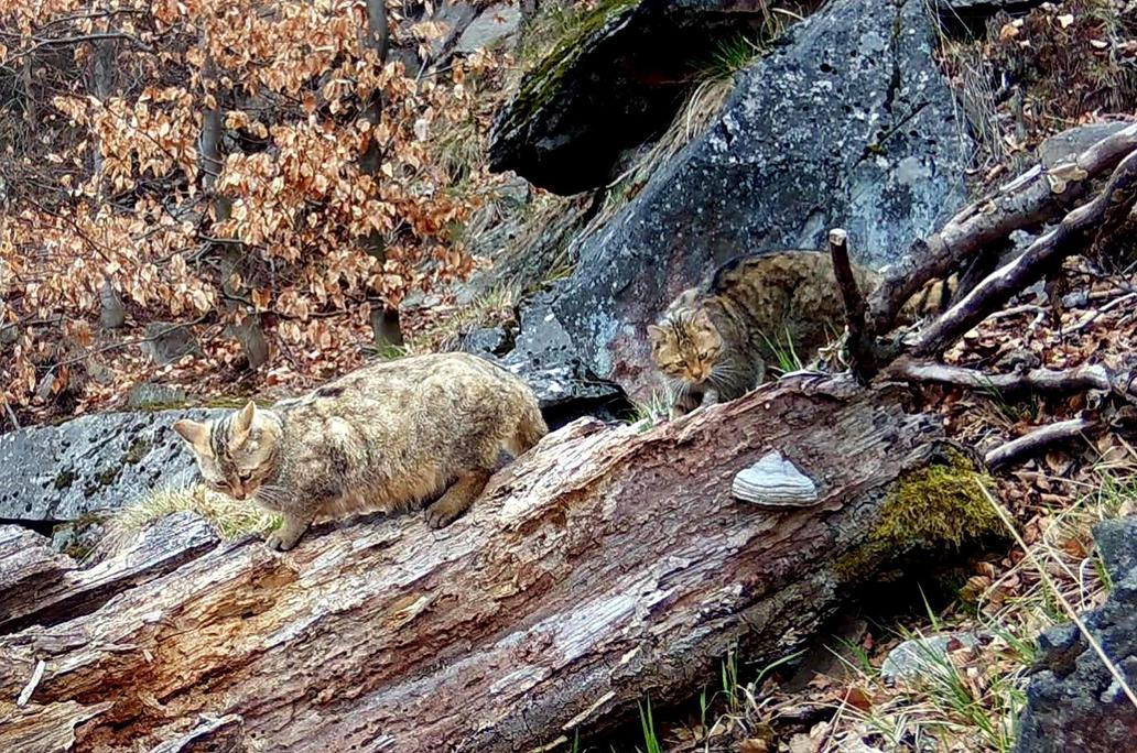 Divoká kočka, Lužické hory, koťata, Tonka, Jonáš, hnutí Duha, Akademie věd české republiky, fotopast, šelmy