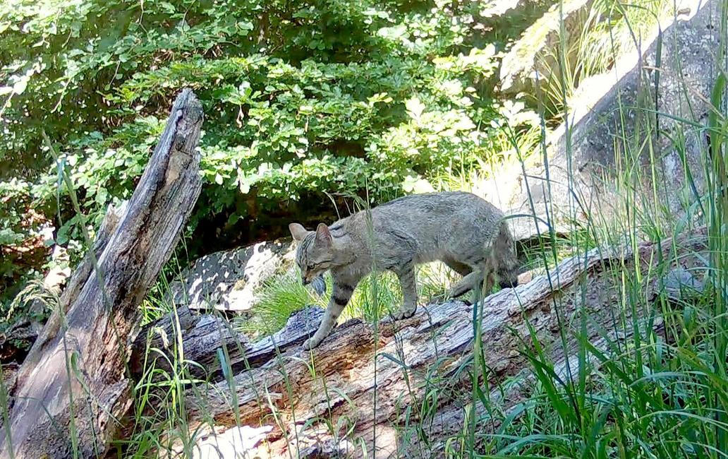 Divoká kočka, Lužické hory, koťata, Tonka, Jonáš, hnutí Duha, Akademie věd české republiky, fotopast, šelmy