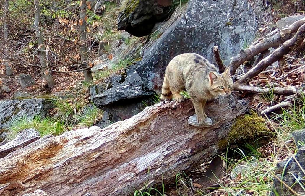Divoká kočka, Lužické hory, koťata, Tonka, Jonáš, hnutí Duha, Akademie věd české republiky, fotopast, šelmy