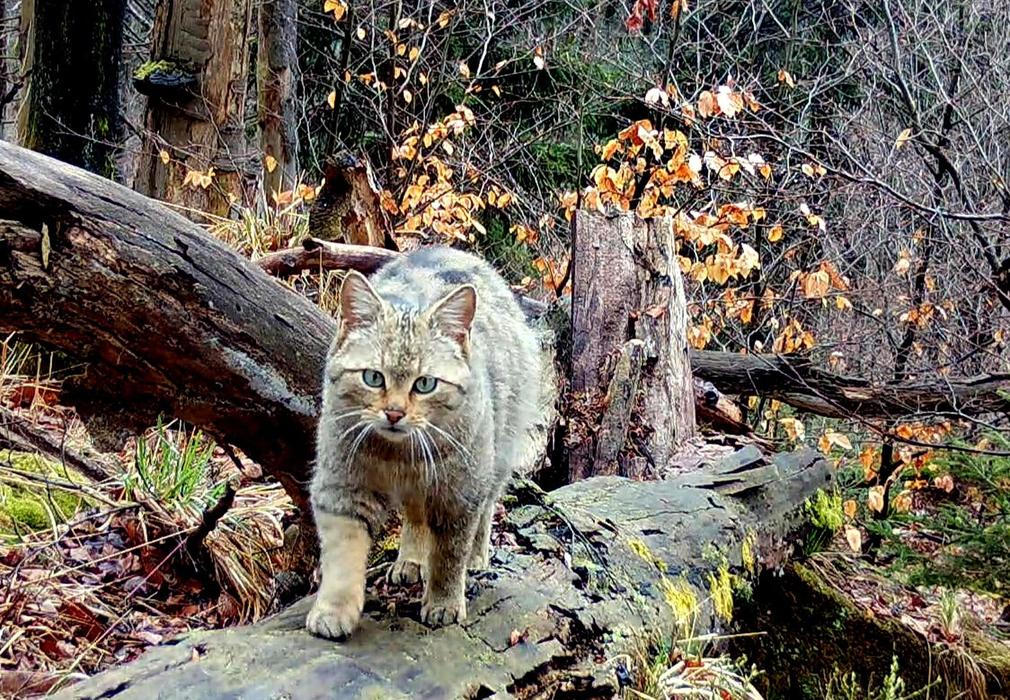Divoká kočka, Lužické hory, koťata, Tonka, Jonáš, hnutí Duha, Akademie věd české republiky, fotopast, šelmy