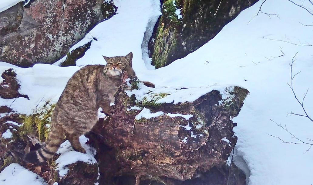 Divoká kočka, Lužické hory, koťata, Tonka, Jonáš, hnutí Duha, Akademie věd české republiky, fotopast, šelmy
