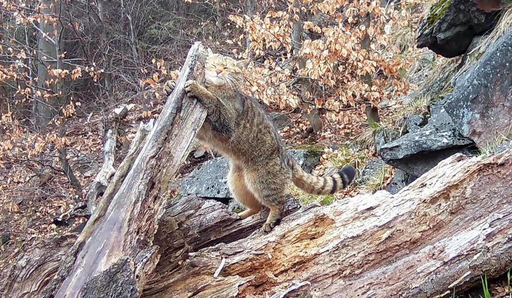 Divoká kočka, Lužické hory, koťata, Tonka, Jonáš, hnutí Duha, Akademie věd české republiky, fotopast, šelmy