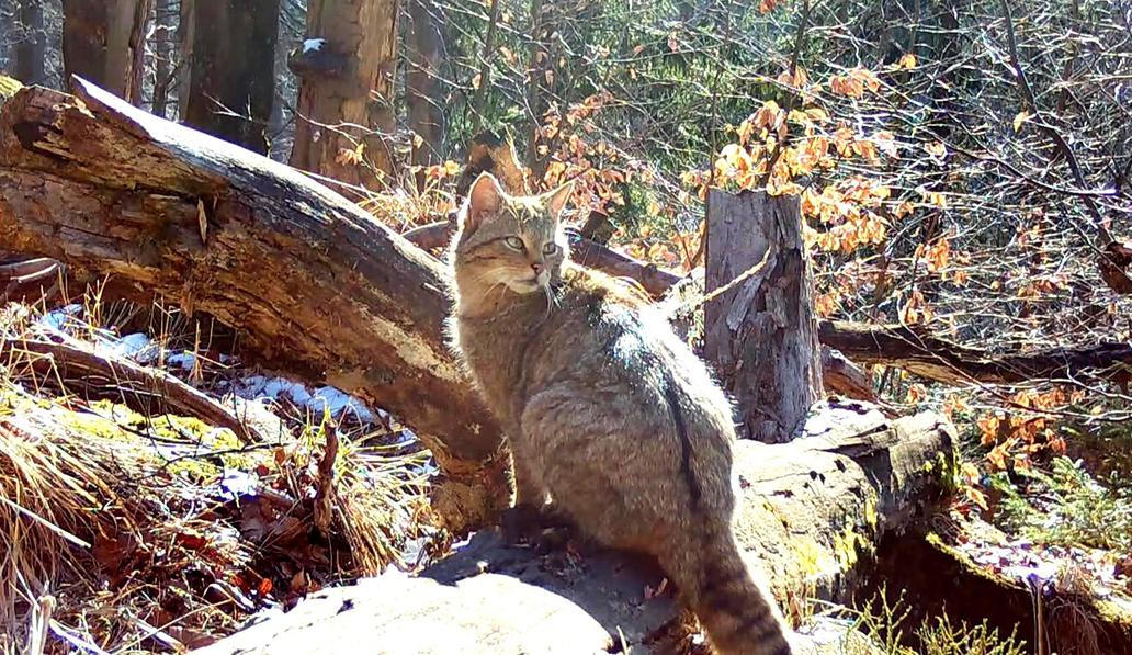 Divoká kočka, Lužické hory, koťata, Tonka, Jonáš, hnutí Duha, Akademie věd české republiky, fotopast, šelmy
