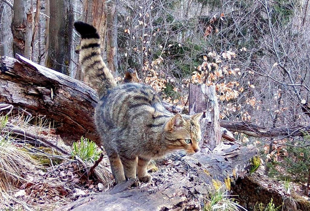 Divoká kočka, Lužické hory, koťata, Tonka, Jonáš, hnutí Duha, Akademie věd české republiky, fotopast, šelmy