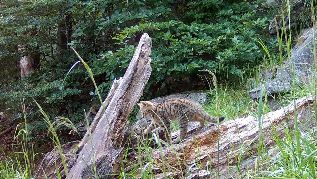 Divoká kočka, Lužické hory, koťata, Tonka, Jonáš, hnutí Duha, Akademie věd české republiky, fotopast, šelmy
