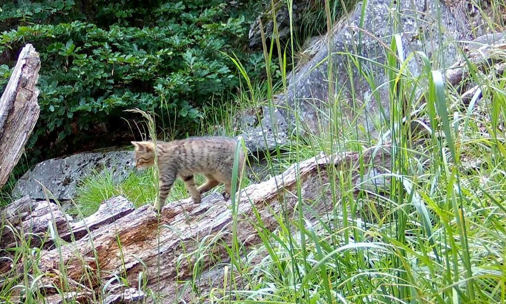 Divoká kočka, Lužické hory, koťata, Tonka, Jonáš, hnutí Duha, Akademie věd české republiky, fotopast, šelmy
