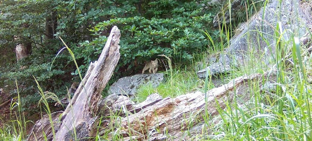 Divoká kočka, Lužické hory, koťata, Tonka, Jonáš, hnutí Duha, Akademie věd české republiky, fotopast, šelmy