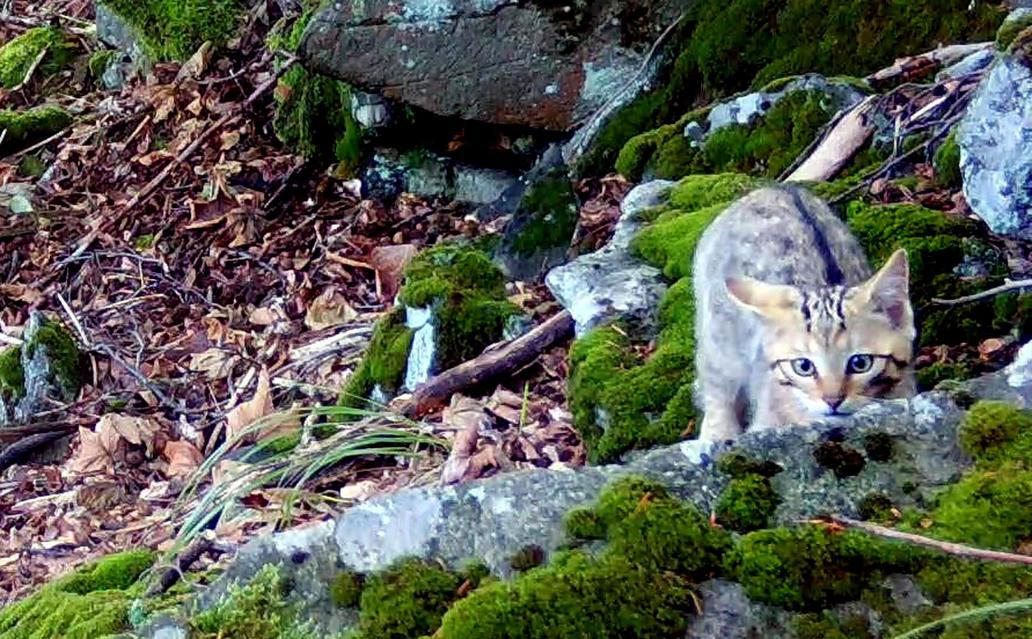 Divoká kočka, Lužické hory, koťata, Tonka, Jonáš, hnutí Duha, Akademie věd české republiky, fotopast, šelmy