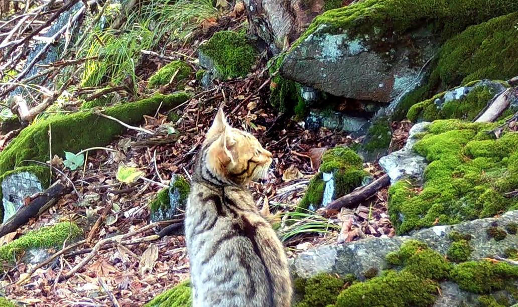 Divoká kočka, Lužické hory, koťata, Tonka, Jonáš, hnutí Duha, Akademie věd české republiky, fotopast, šelmy