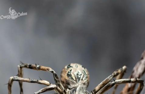 Cukrářka Lucie Charvátová