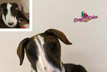 Cukrářka Lucie Charvátová