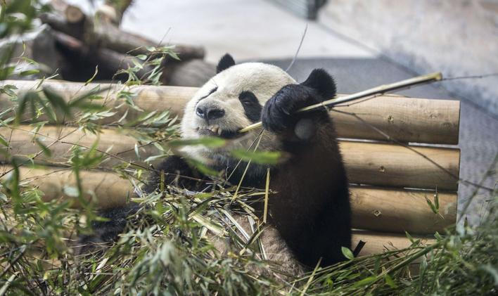 Panda Ťiao Čching v berlínské zoo