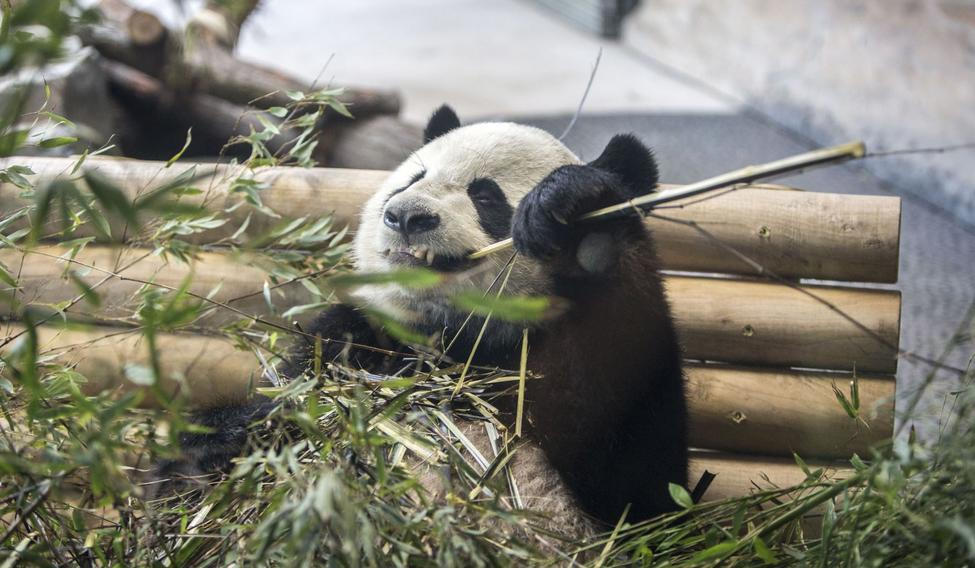 Panda Ťiao Čching v berlínské zoo