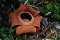 Rafflesia schadenbergiana