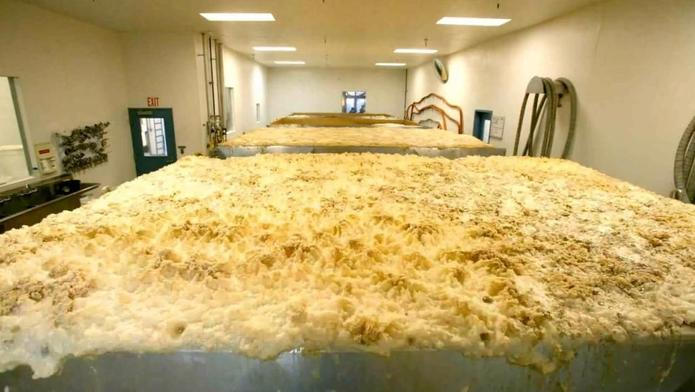 Jak se vyrábí pivo