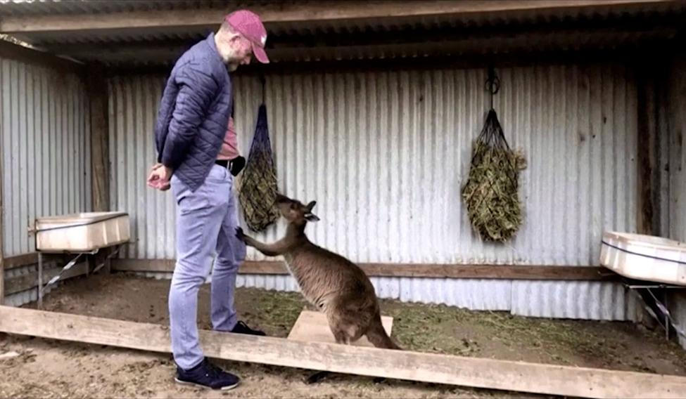 Vědci tvrdí, že klokani se mohou naučit dorozumívat s člověkem.