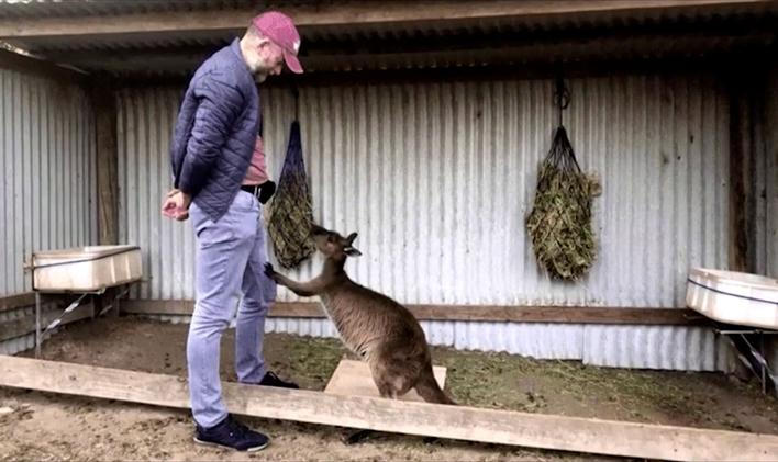 Vědci tvrdí, že klokani se mohou naučit dorozumívat s člověkem.