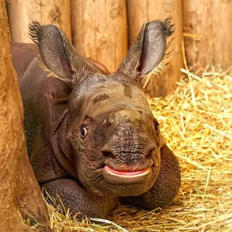 Zoo, Plzeň, nosorožec indický, mládě, narození
