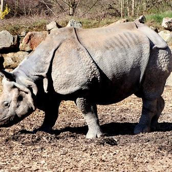 Zoo, Plzeň, nosorožec indický, mládě, narození